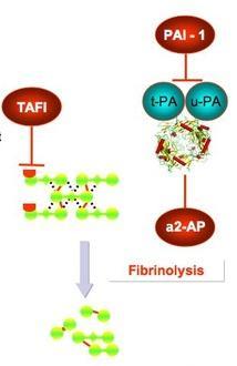 Inhibitory Fibrinolýzy TAFI (Thrombin activated fibrinolysis inh.