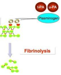 Aktivátory fibrinolýzy t-pa (tissue plasminogen aktivátor) Uvolňován endotelem Spoštěče: trombin, trauma, hypoxie,