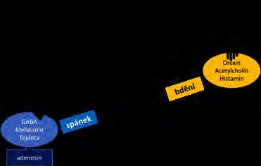 Obr. 5. Hlavní biologické hodiny v SCN regulují usínání i probouzení.