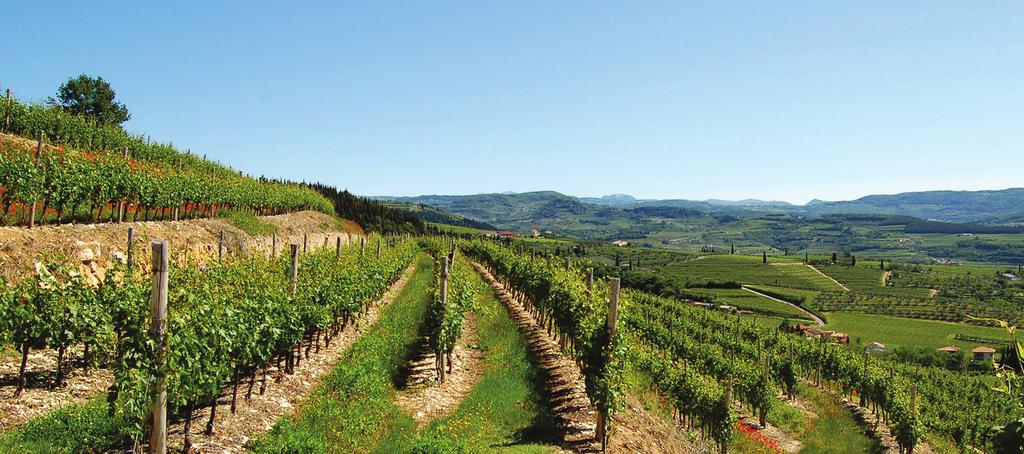 obsah alk: 12% teplota podávání: 10-12 st IL CAVALIERE BIO (Toscana) 599 vinice: Doganella bio, Toscana odrůda: Vermentino, Chardonnay