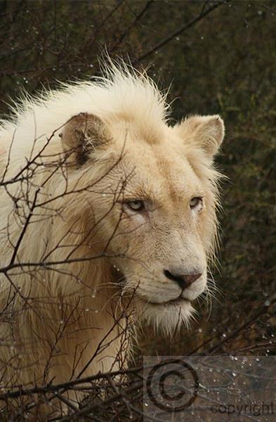 Pondělí 2. července Vnitřní zastavení V otevřeném džípu vyrazíme do divočiny, abychom pozdravili východ slunce a obyvatele buše, především však královskou lví smečkou.