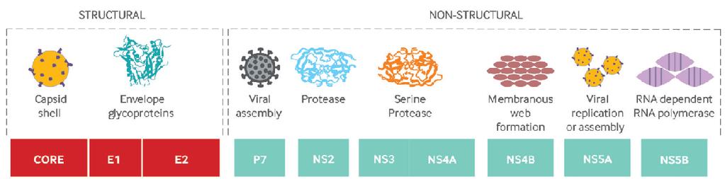 V současnosti jsou dostupná vysoce účinná DAA zaměřená na jednotlivé etapy životního cyklu HCV Strukturální Nestrukturální Kapsida Obálkové glykoproteiny Sestavení viru Proteáza Serinová proteáza
