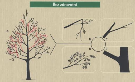 d) U dřevin napadených spálou jabloňovitých (Erwinia amylovora) je postup konzultován s orgánem rostlinolékařské péče. Napadené dřevo se musí spálit.