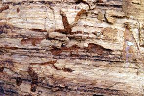 Příležitostně lze v trouchnivějícím dřevě velkých padlých kmenů a jejich pahýlů nalézt větší množství druhů rodu Ampedus.