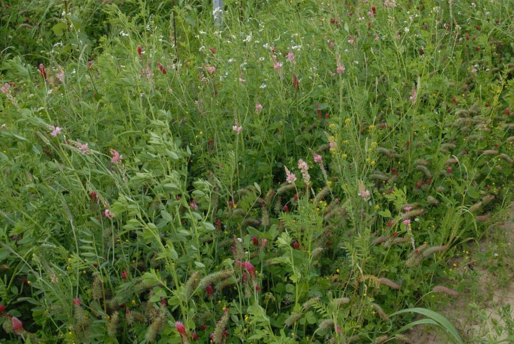 27.7.7 Artenreiche Begruenung Směs Green mix multi und Bodenverdichtung Onobrychis viciaefolia 7 Tolice