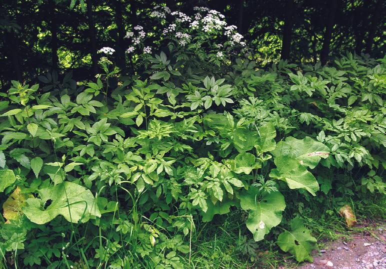 Nitrofilní vytrvalá vegetace vlhkých a mezických stanovišť (Galio-Urticetea) Dynamika a management. Chaerophyllum aromaticum je druh se silnou konkurenční schopností.