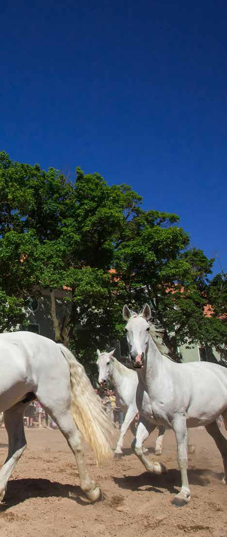 Chov starokladrubských koní v Národním hřebčíně Kladruby nad Labem Národní hřebčín chová přibližně 500 starokladrubských koní, a to ve dvou barevných variantách: bílé a vrané.