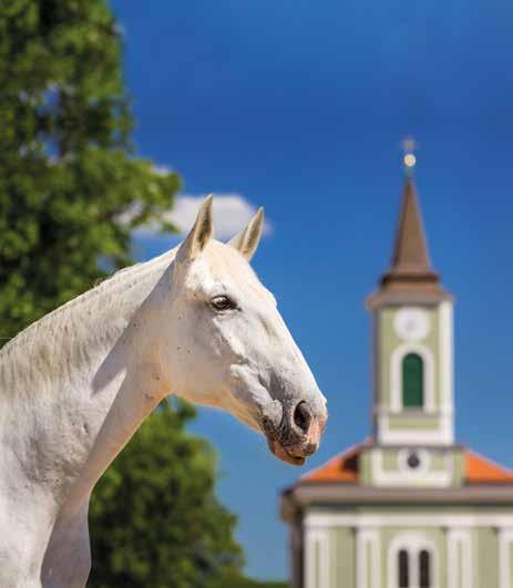 Publikační činnost A LANDSCAPE OF HORSES KLADRUBY NAD LABEM V květnu 2017 byla vydána v anglickém jazyce publikace A Landscape of Horses Kladruby nad Labem, která je