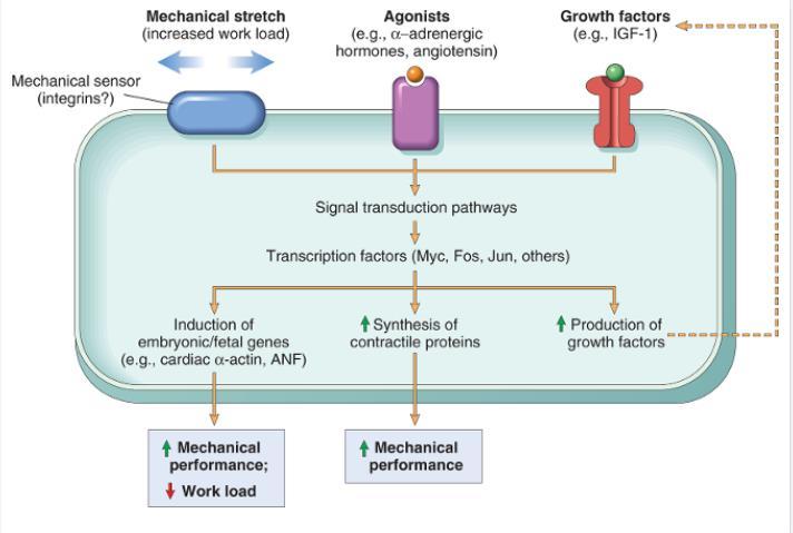 Projevy oběhového selhávání na srdci Mechanismus hypertrofie srdce Následkem produkce celulárních proteinů Může být indukována působením mechanických senzorů spuštění prac.