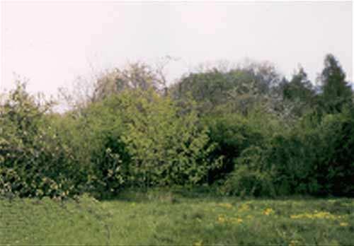 Úhor 7-8 let - v KN