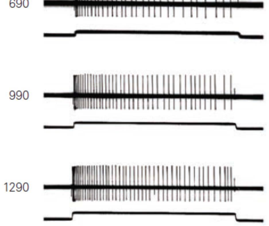 Receptory dle adaptace pomalu se adaptující tonické receptory pro bolest (nociceptory)