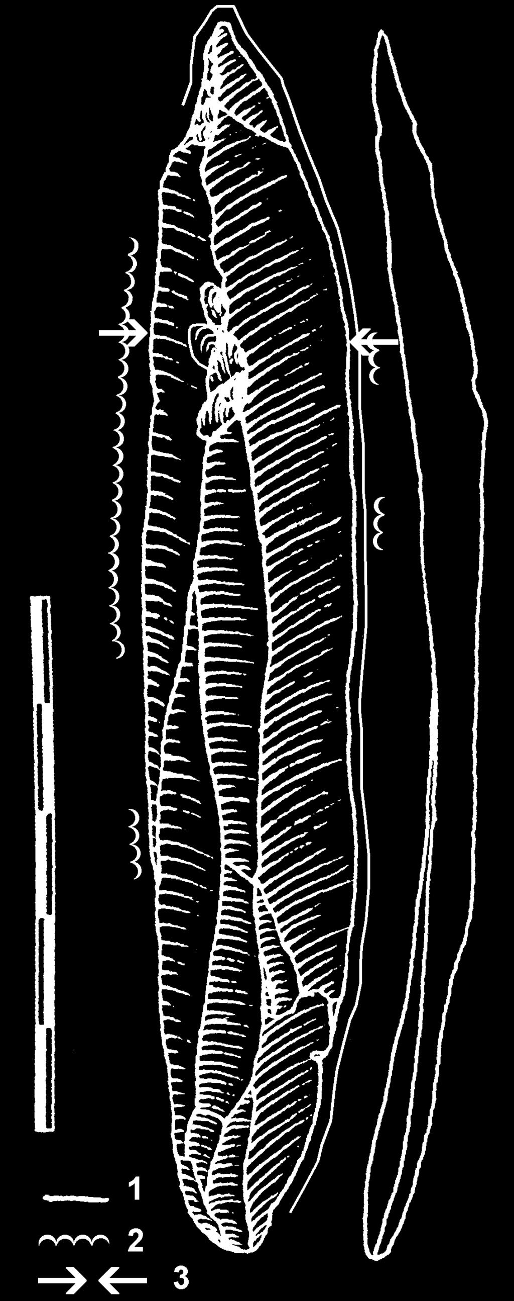 1 traces of polish, 2 traces of microchipping, 3 location of SEM photographs. 4.2. Stratigrafie a litologie Poloha Podvršťa zastihla nejlépe zachované kulturní horizonty i přes to, že byly gravitačně přemístěny.