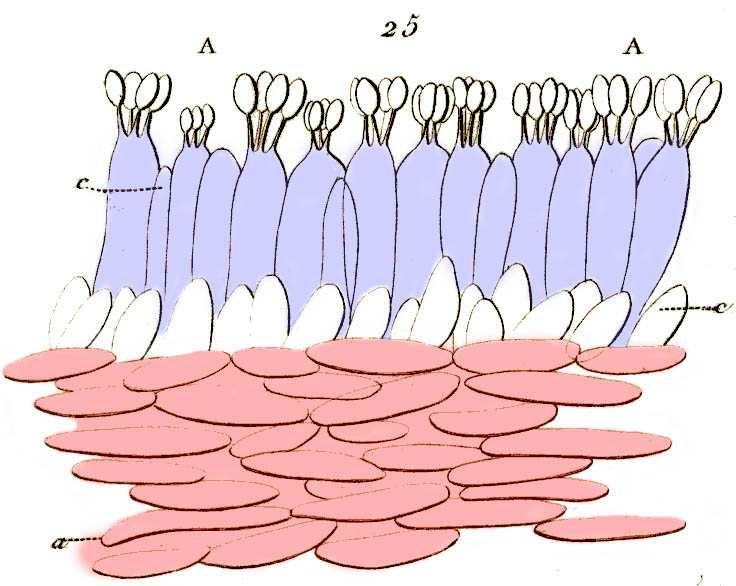 basidiospóry hymenium basidie subhymenium trama mage of Hygrophoraceae from Joseph Henri