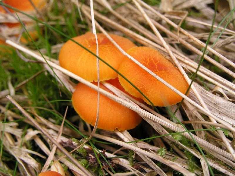 3. Hygrophoroidní č: Hygrophoraceae: Hygrocybe s str. a Hygrophorus s str., zástupci Tricholomataceae: Xeromphalina sp., Sarcomyxa sp., Typhulaceae: Typhula sp. 1.