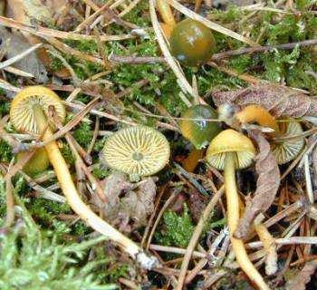 Hygrocybe