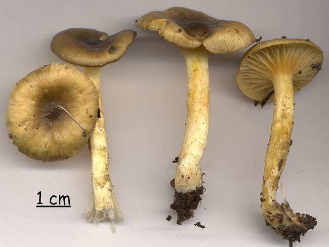 Hygrophorus