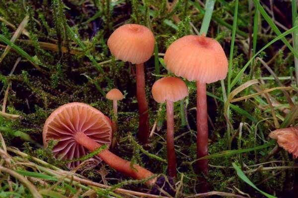 Laccaria amethystea ECM