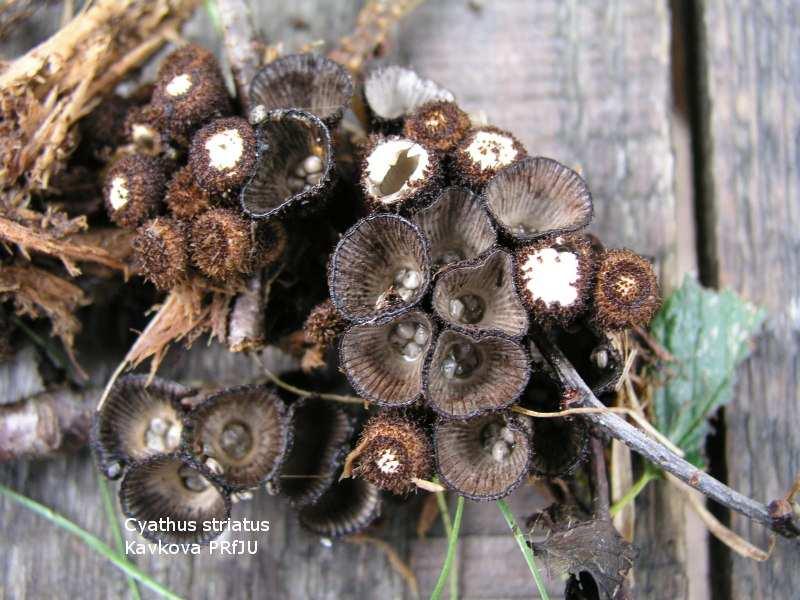 Nidulariaceae (Hnízdovkotvaré) -Nidularia hnízdovitý basidiokarp obsahuje peridioly (0,5-15 mm) v glebě jsou komůrky, kryté třívrstevnou peridií a vnější voskovou stěnou.