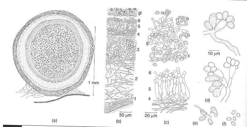 Sphaerobolaceae - Sphaerobolus sférický basidiokarp (2,5 mm) krytý slizovitou vrstvou, v dospělosti obsahuje lepkavou masu gleby, která je vystřelena peridiola Slizovité peridium 6 vrstev