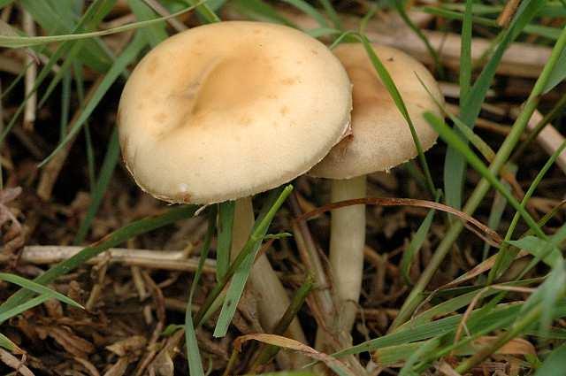 Čeleď: Bolbitiaceae Agrocybe praecox Polnička raná