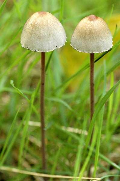 cheiletocystidia, caulocystidia Panaeolus acumunatus