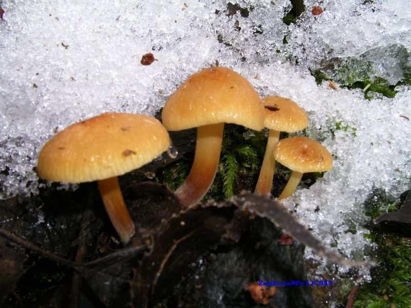 cyanoxantha Pluteus