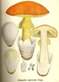 ztlustlý bulbózní, hlíznatý, s prstencem Spóry: bílé, hladké kulovité amyloidní ECM V rámci čeledi rozeznáváme dva rody: Amanita sp.