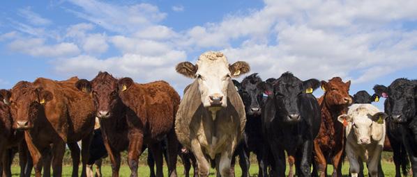 PRO VÍCE INFORMACÍ KONTAKTUJTE VAŠEHO PRODEJCE Značkovací sprej Značkovací tyčinka Farbstifte und Farben fur die Tierkennzeichnung Barva Číslo produktu Modrá VV8060 Barva Zelená Číslo produktu