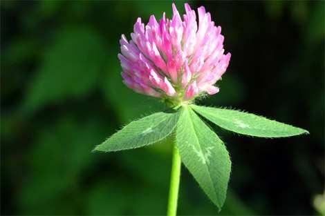 Trifolium pratense 3.1.2 Výskyt Trifolium pratense L. je rozšířen téměř po celé Evropě, na východ zasahuje do západní Asie po Altaj, Bajkal a severní Indii.