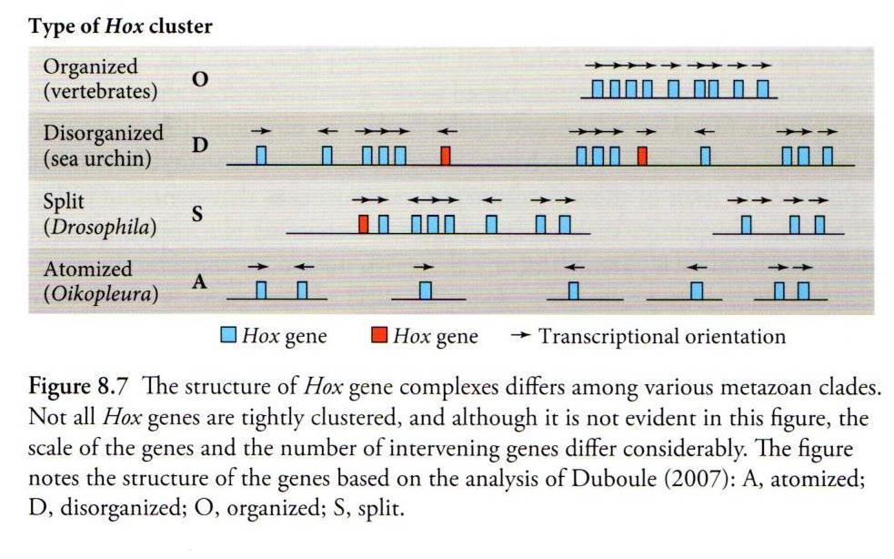 Změna struktury, změna shlukování Hox genů