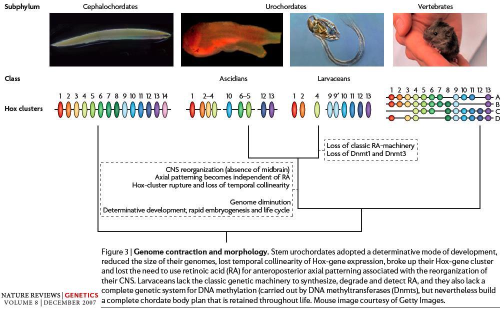 Co znamená změna shlukování Hox genů Redukce genomu Rozpad shluků Hox genů Ztráta koncové