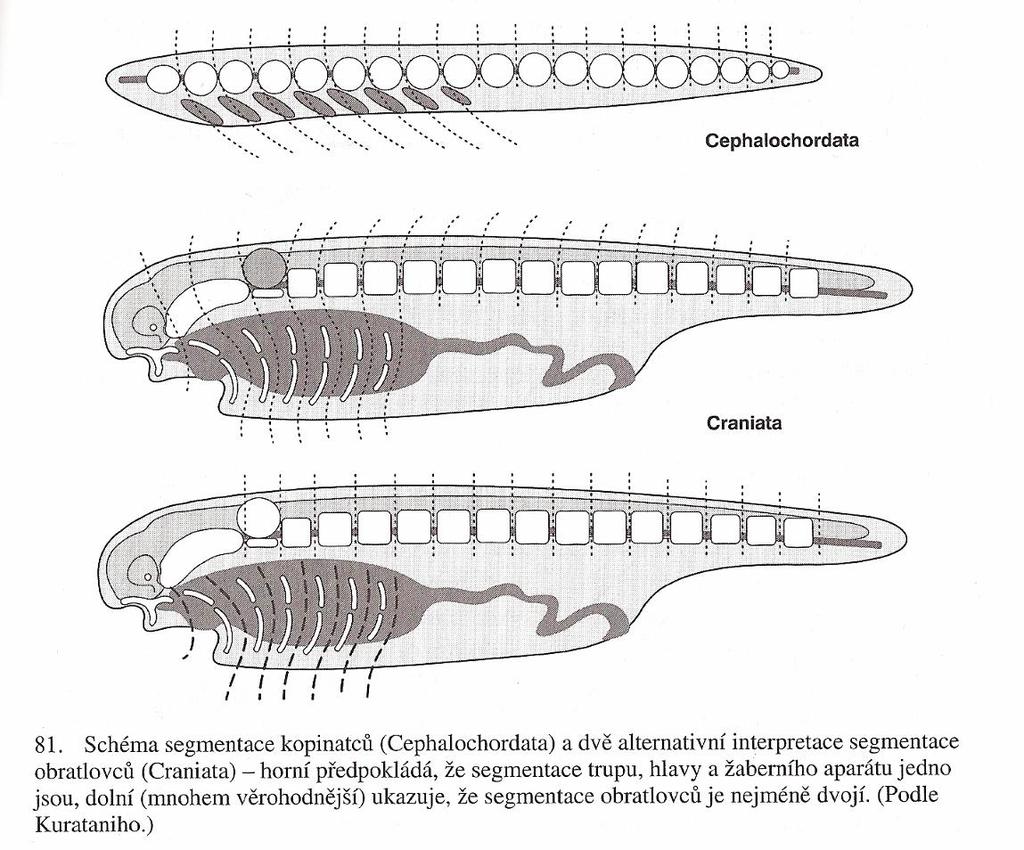 zpět k pozici bazálních strunatců kopinatci a obratlovci dříve jako Notochordata (Euchordata) podle tělní segmentace metamery, somity segmentovaná svalovina trupu a uzavřená cévní soustava