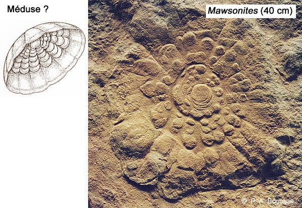 FAUNA (cca 600-542 Ma) pohoří Ediacara v jižní Austrálii