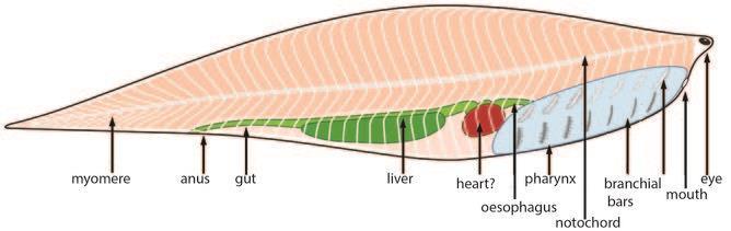 nervová trubice, notochord, svalová segmentace tvaru V METASPRIGGINA WALCOTTI - až 10 cm - notochord - oči následované nozdrami