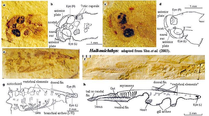 PALEOZOIKUM MESOZOIKUM KENOZOIKUM KAMBRIUM ORDOVIK SILUR DEVON