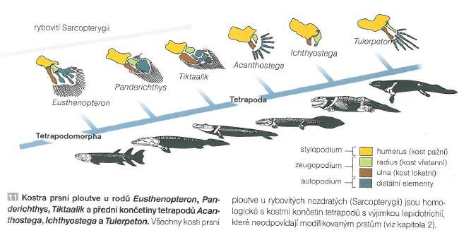 541 PALEOZOIKUM MESOZOIKUM KENOZOIKUM 485 443 419 359 299 252 201 145 66 KAMBRIUM ORDOVIK SILUR DEVON KARBON PERM TRIAS JURA KŘÍDA PALEOGÉN NEOGÉN 23 2,6 spodní devon (409 Ma) recent TETRAPODOMORPHA