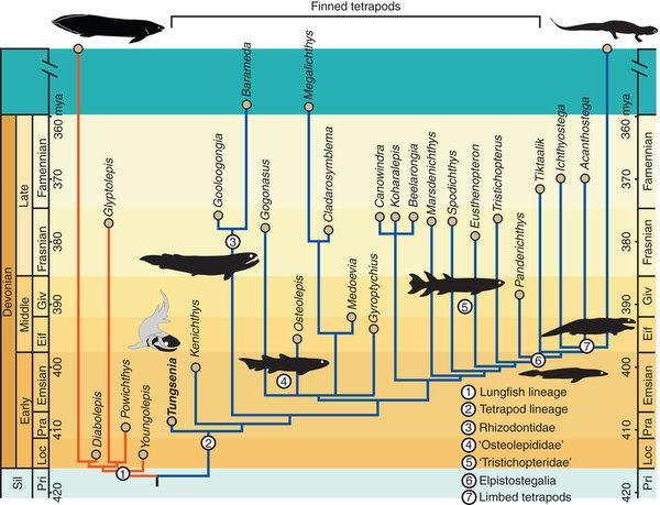 paradoxa Lu et al. 2012, Nature comm.