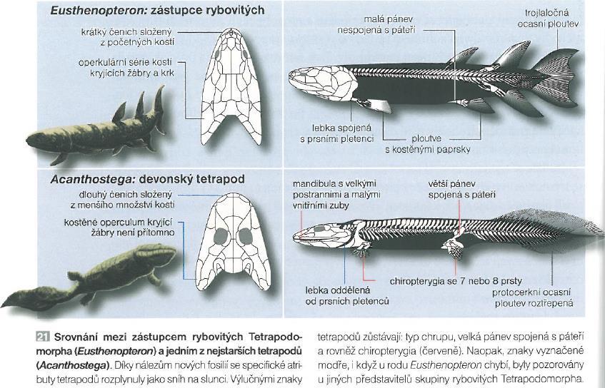 541 PALEOZOIKUM MESOZOIKUM KENOZOIKUM 485