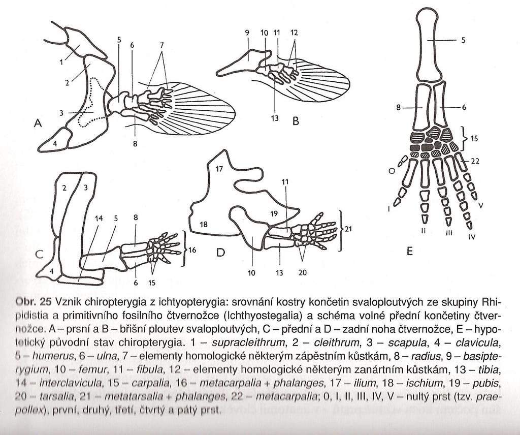 Vznik chiropterygií Tetrapoda z ichtyopterygia Sarcopterygii přední zadní stylopodium