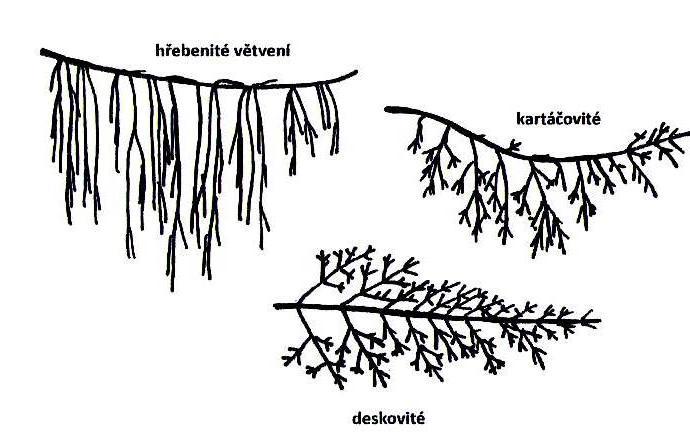 DEFOLIACE 0-20% 21-40% 41-60% 61-80% 80-10% Součet