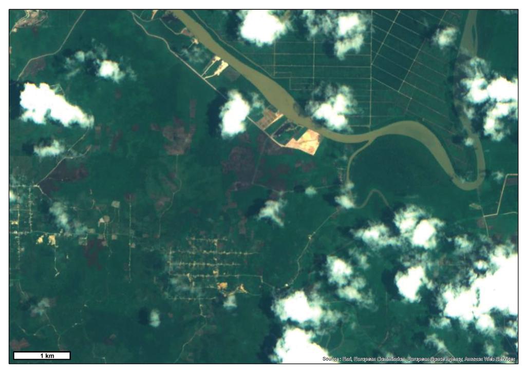 Borneo - ukázka odlesňování a plantáží palmy olejné, 30. 9.