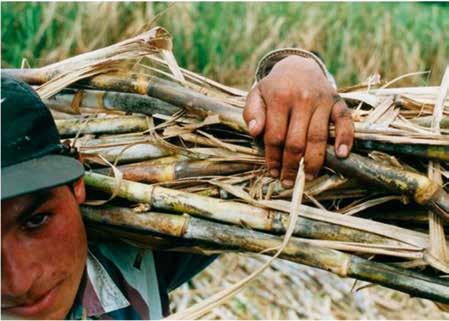 zákaz nucené a dětské práce dodržování úmluv Mezinárodní organizace práce (ILO) kontrolované využívání pesticidů a dalších agrochemikálií.