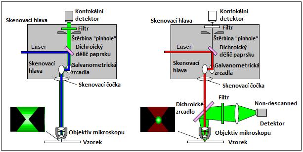 12: Fluorescence z hluboké ohniskové vzdálenosti je rozptýlena na výstupu ze vzorku. [9] V jedno-fotonovém systému s deskenovací (descanned) konfokální cestou paprsku by tyto fotony byly ztraceny.