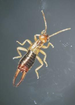 Řád: Dermaptera (Škvoři) derma řec. kůže; angl. Earwigs, něm.