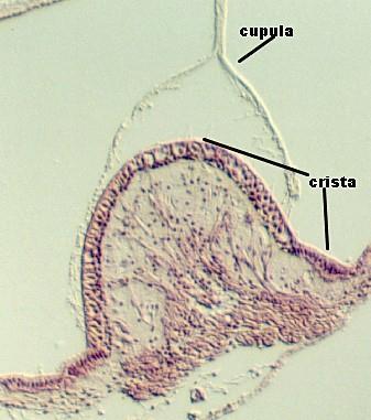 Funkce kupul a ampulárních krist http://www.bcm.tmc.