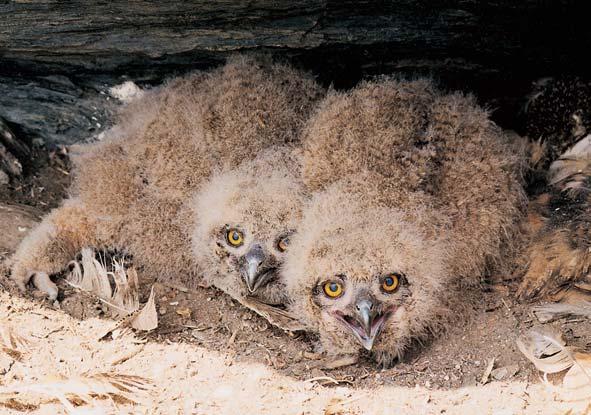 PlzeÀsko a Karlovarsko V r velk (Bubo bubo) kaïdoroãnû hnízdí na skalách nad pfiehradní nádrïí Hracholusky.