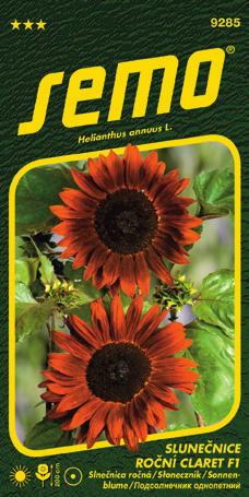 MEZZULAH F1 (kód 9273) - vzrůst rostliny je nižší (80 cm) málo větví, poskytuje květy s delšími stonky, rostlina tvoří krásné květy se žlutými okvětními plátky
