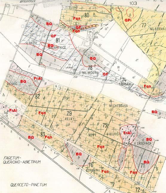 Příloha 3a: Srovnání lesnicko-typologického mapování z různých období různými autory a různými jednotkami Bědovice v dolním Poorličí: Vlevo: ZLATNÍK 1956 (BQ = Betuleto-Quercetum,