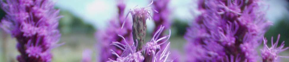 Liatris