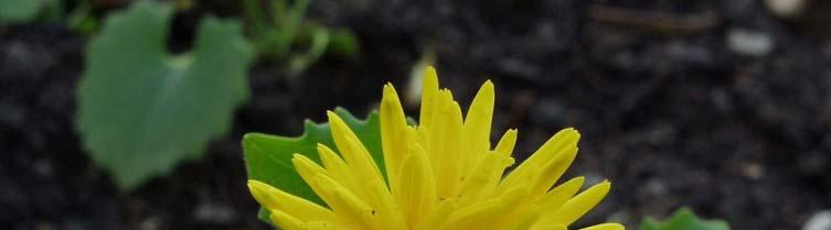 Doronicum